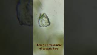 Microorganisms Under Microscope Part 3  Learn Practically euglena paramecium science [upl. by Fish]