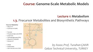 Lecture 13  Metabolic Precursors and Biosynthetic Pathways  Genome Scale Metabolic Models [upl. by Ahseinad]