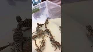 How To Buy A Uromastyx [upl. by Langston]