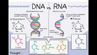 Nucleic Acids DNA RNA [upl. by Forester230]