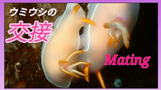 貴重ウミウシの交接シーン  Mating of Nudibranch [upl. by Ellenuahs]