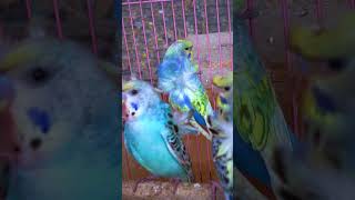 Hagoromo Birds Budgies 🚁 Love Birds 2024 🚁 [upl. by Hamforrd]