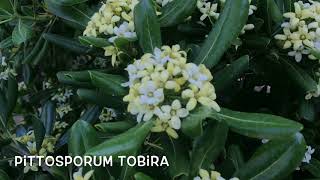 Pittosporum tobira Garden Center online PGARDENS [upl. by Mona981]