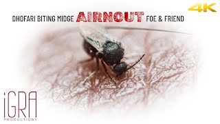 EN Dhofari Biting Midge Airnout Foe and Friend  iGRA Documentaries [upl. by Carleen]