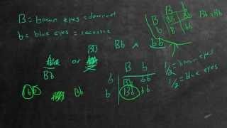 Mendelian Genetics Example Problem 5  Eye Color [upl. by Tijnar953]