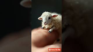 Oh my🙊 Look at this 🐑Little Lamb on Hand So Adorable ❤️ [upl. by Uwton]