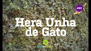 Como fazer mudas da hera unha de gato [upl. by Fink]