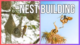 Nest Building Artistry Crafting Natures Coziest Homes TakethequizintheCommunitytab [upl. by Ahidam]