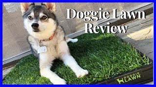 Doggie Lawn Review  Potty Lawn Subscription [upl. by Drallim]