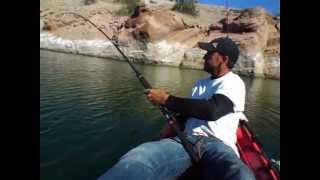 kayak catfishing flathead chalk Saunders [upl. by Bartholomew]