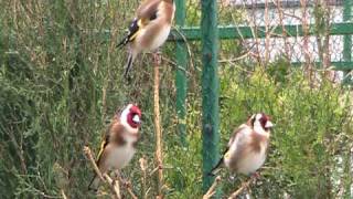 goldfinches singingmpg [upl. by Yobybab]