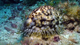 Living Cowries from Kwajalein [upl. by Arimaj326]