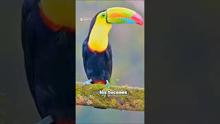 Descubre a los Tucanes 🦜✨ Maestros de la Acrobacia Aéreaquot [upl. by Araet395]