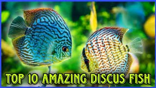 Top 10 Amazing Discus Fish Variety In The World [upl. by Colwell843]