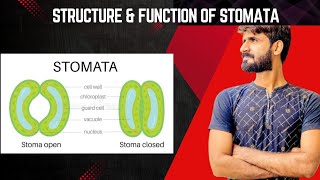 STOMATATYPES OF STOMATA GENERAL FUNCTION AND STRUCTUREBIOLOGY CLASS 10 [upl. by Certie]