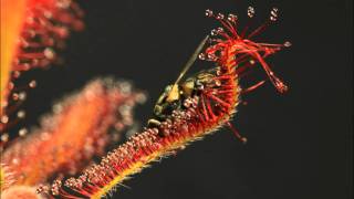 Drosera spatulata x capensis In Action [upl. by Clite]