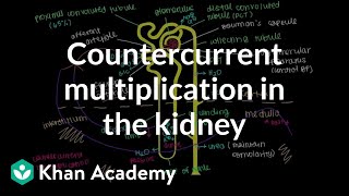 Countercurrent multiplication in the kidney  Renal system physiology  NCLEXRN  Khan Academy [upl. by Oicram]