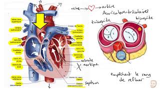 Le système cardiovasculaire [upl. by Ericha]