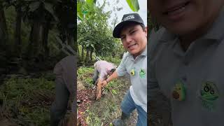 Increíble Arracacha más grande del mundo viralvideo agro parati [upl. by Aduh]