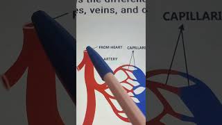 Capillaries veins and arteries arteries arteriesandveins capillaries [upl. by Mellisent]