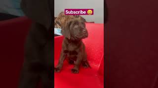 chocolate cute Labrador puppies [upl. by Eessac]