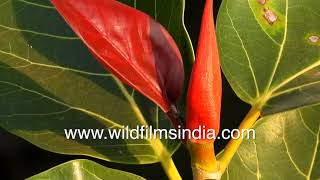 Banyan Tree or Ficus benghalensis foliage and leaves in close up  Sacred tree in India [upl. by Melda]