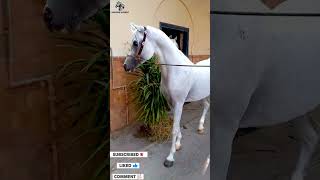 خيل عربي أسمه سعيد الباديه [upl. by Triley]