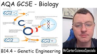 B144  Genetic Engineering  AQA Biology GCSE 91 [upl. by Zaccaria]