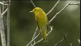 Yellow Warbler [upl. by Adnerad447]