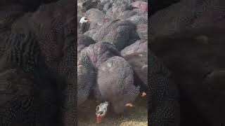 Guinea fowl farming Guineafowlfarming Chakorpalan guineafowl ytshortsvideo [upl. by Dougherty723]