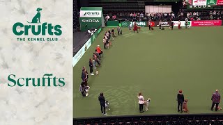 Scruffts Finals  Crufts 2024 [upl. by Maise126]