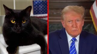 Cat Interviews Trump [upl. by Dibbrun519]