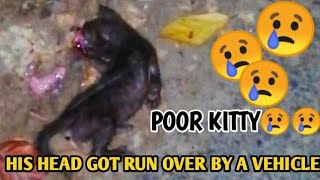 ABANDONED KITTENS SAVED BY A MOTHER CAT WHO LOST HER PREMATURE KITTEN  AN ANIMAL RESCUE VIDEO [upl. by Cello]