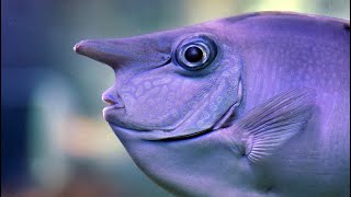 Facts The Unicornfish [upl. by Narib615]