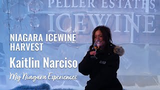 Niagara Icewine Harvest with Kaitlin Narciso – My Niagara Experiences [upl. by Melvena]