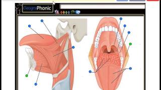 Tongue Muscles Genioglossus Hyoglossus Valate papilla Palatine tonsil Palatoglossus [upl. by Nuhs]