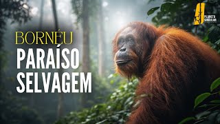 Na Selva de Bornéu  Documentário Completo HD sobre o Último Refúgio Natural da Ásia [upl. by Hyacintha]