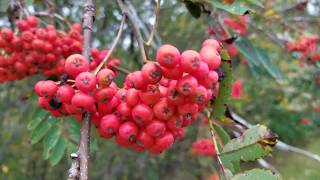 가지가 부러질 정도로 마가목열매 가 풍년이네요 마가목 Sorbus commixta Hedl [upl. by Llemrej479]