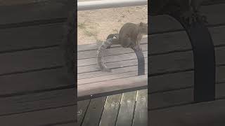 Squirreling around on the Atlantic City Boardwalk [upl. by Nored356]