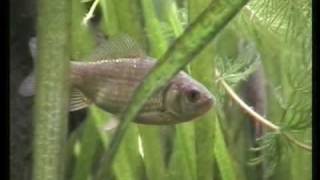 My Crucian carp in my Cold water fish tank Karausche im Aquarium 11 [upl. by Ielhsa]