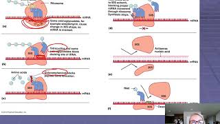 Chapter 10 Inhibition of Protein Synthesis [upl. by Nerual170]