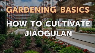 How to Cultivate Jiaogulan [upl. by Barbra45]