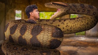 Anaconda Snake Part 1 in Real Life  Anaconda Live bait  Anaconda Attack [upl. by Tati]