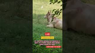 Commensalism live Example 🔥🔥 biology class12 shorts population intraction live example [upl. by Zoe285]