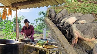 The Most Unique And Successful Pig Farming Operation  Cooking For Pigs [upl. by Brittaney]