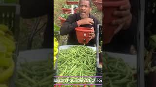 Grow 4 Lbs of beans 2 feet  Food survival kit Bean String beans PintoBeans [upl. by Hayalat377]