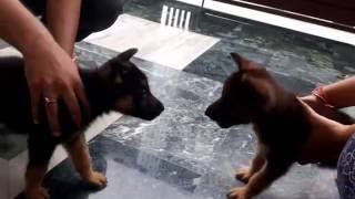 German Shepherd puppy fight [upl. by Illak]