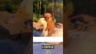 Le chiot et sa maman cane 🦢 animals cuteanimals canards [upl. by Niawtna]