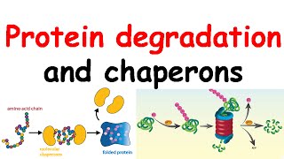 Protein degradation and chaperones [upl. by Akinet]