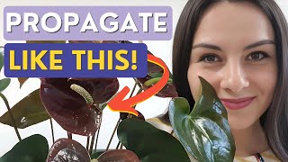 Propagating ANTHURIUMS from Cuttings  Best Method [upl. by Norted833]